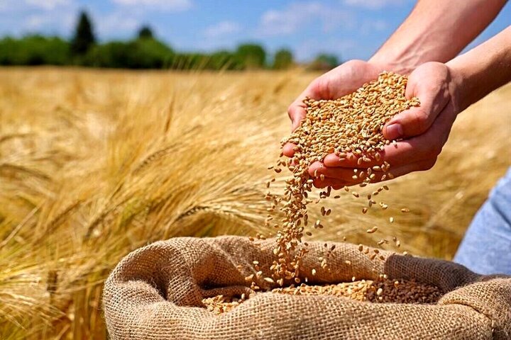 گندم در چالش‌های نامشخص: سرنوشت نامعلوم مح...