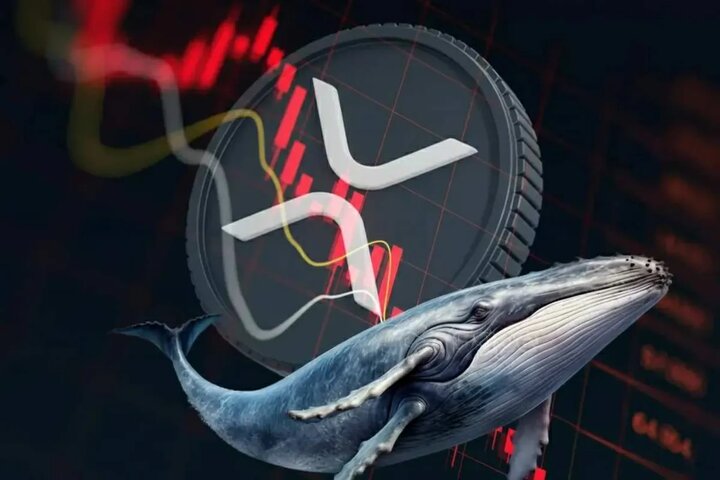 نهنگ‌های ریپل روزانه ۵۰ میلیون دلار از بازار خارج می‌کنند