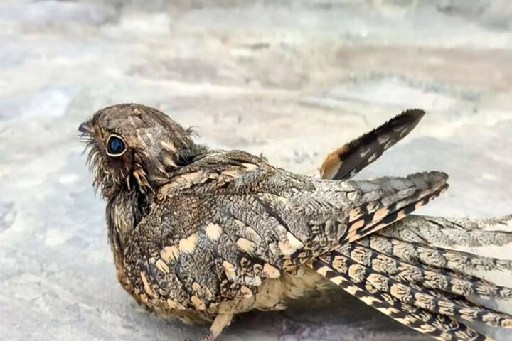 شبگرد مصری به گیلان بازگشت