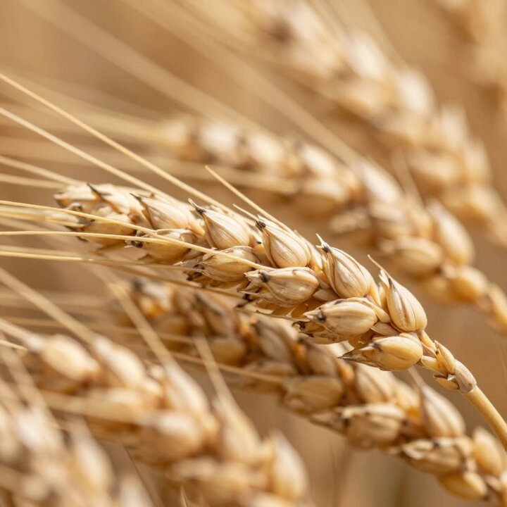 1084307.jpg?ts=1770094485000