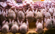 خبر جدید اصناف درباره کالاهای اساسی/ قیمت مرغ رسما اعلام شد