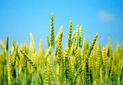 قیمت گندم رسما اعلام شد