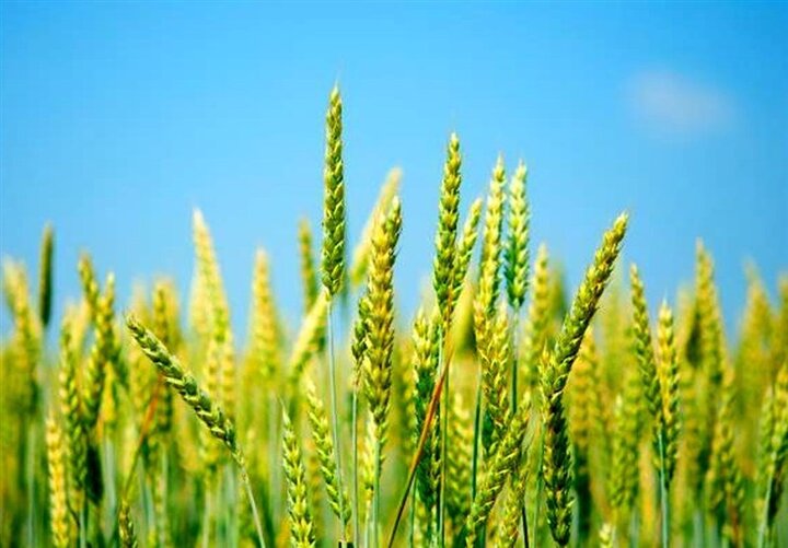 قیمت گندم رسما اعلام شد