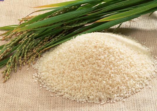 برنامه مدونی برای محدودیت واردات برنج وجود ندارد