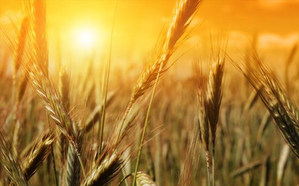اولین روزپذیره نویسی اوراق گندم با درآمد ۱۲۰۰ میلیارد تومانی