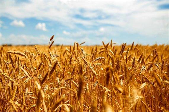  میزان تحویل گندم به دولت کاهش یافته است