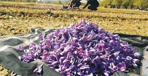 "صندوق کالایی زعفران"راهکار توسعه بازار زعفران